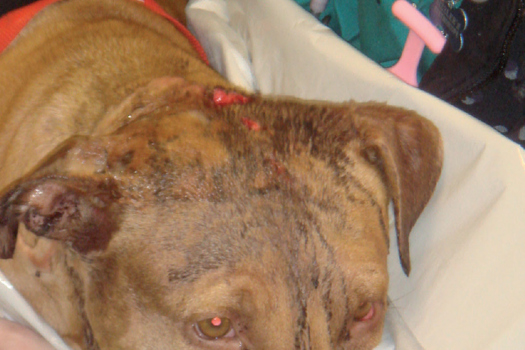 Figure 1. Patient who sustained head trauma as a result of a road traffic accident.