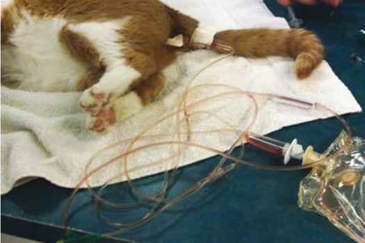 Figure 2. Urethral obstruction, most commonly seen in young to middle-aged male cats, is a post-renal cause of acute kidney injury.