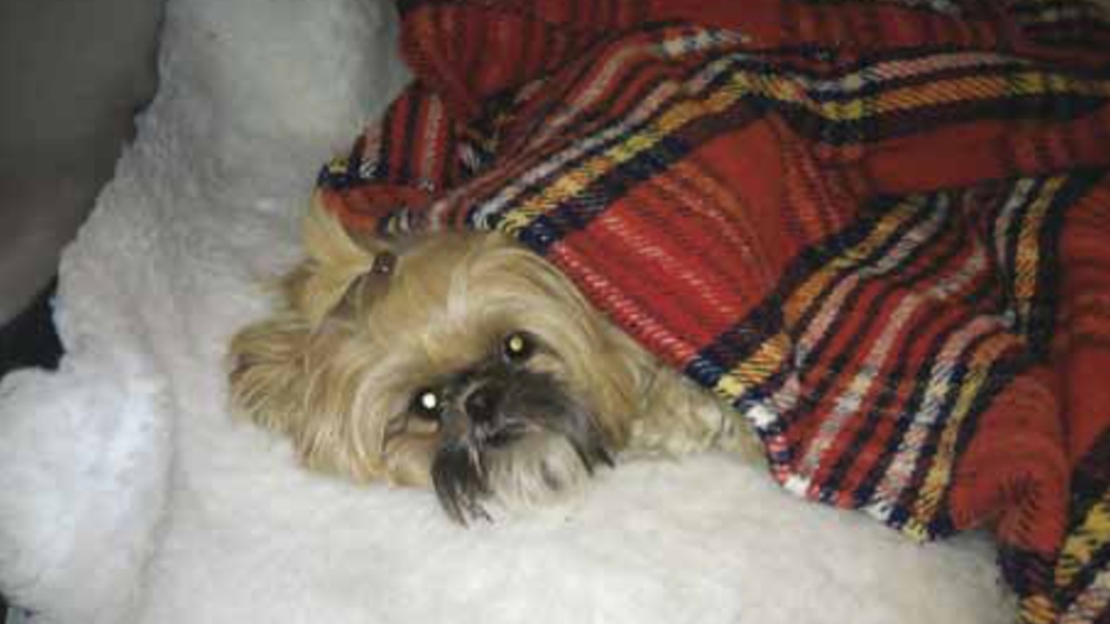 Figure 2. Blankets can reduce heat loss by approximately 30%