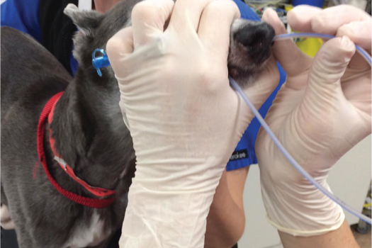 Figure 2. Gently slide the naso-gastric tube into the patient's nostril.