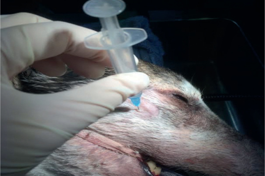 Figure 2. Dental nerve block (Benney, 2017).