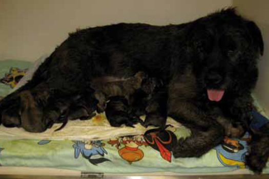 Figure 1. The main aims of anaesthesia include minimal depression of the bitch post surgery and return of the bitch and puppies to their normal environment as soon as possible
