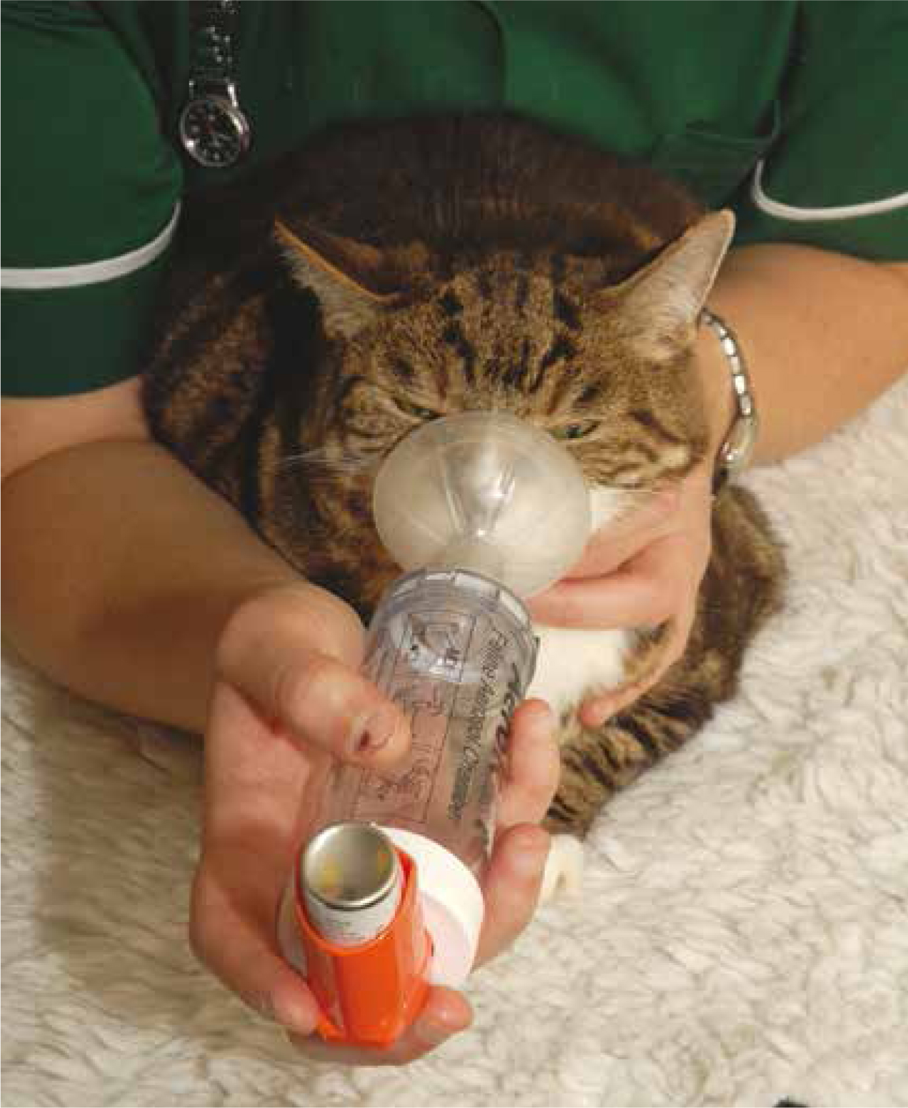 The Veterinary Nurse Feline lower airway disease asthma and beyond