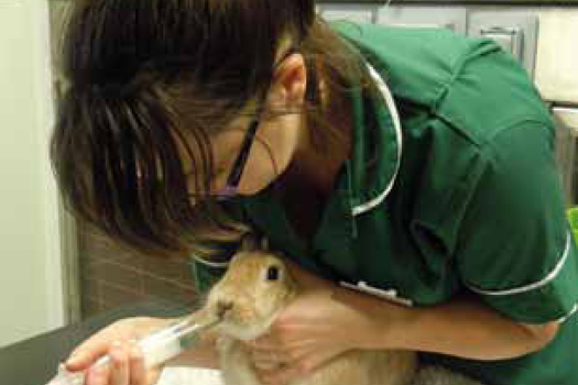 Figure 3. In an otherwise healthy rabbit syringe feeding for a day or two may be all that is required.