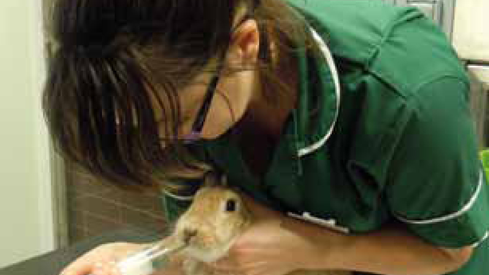Figure 3. In an otherwise healthy rabbit syringe feeding for a day or two may be all that is required.