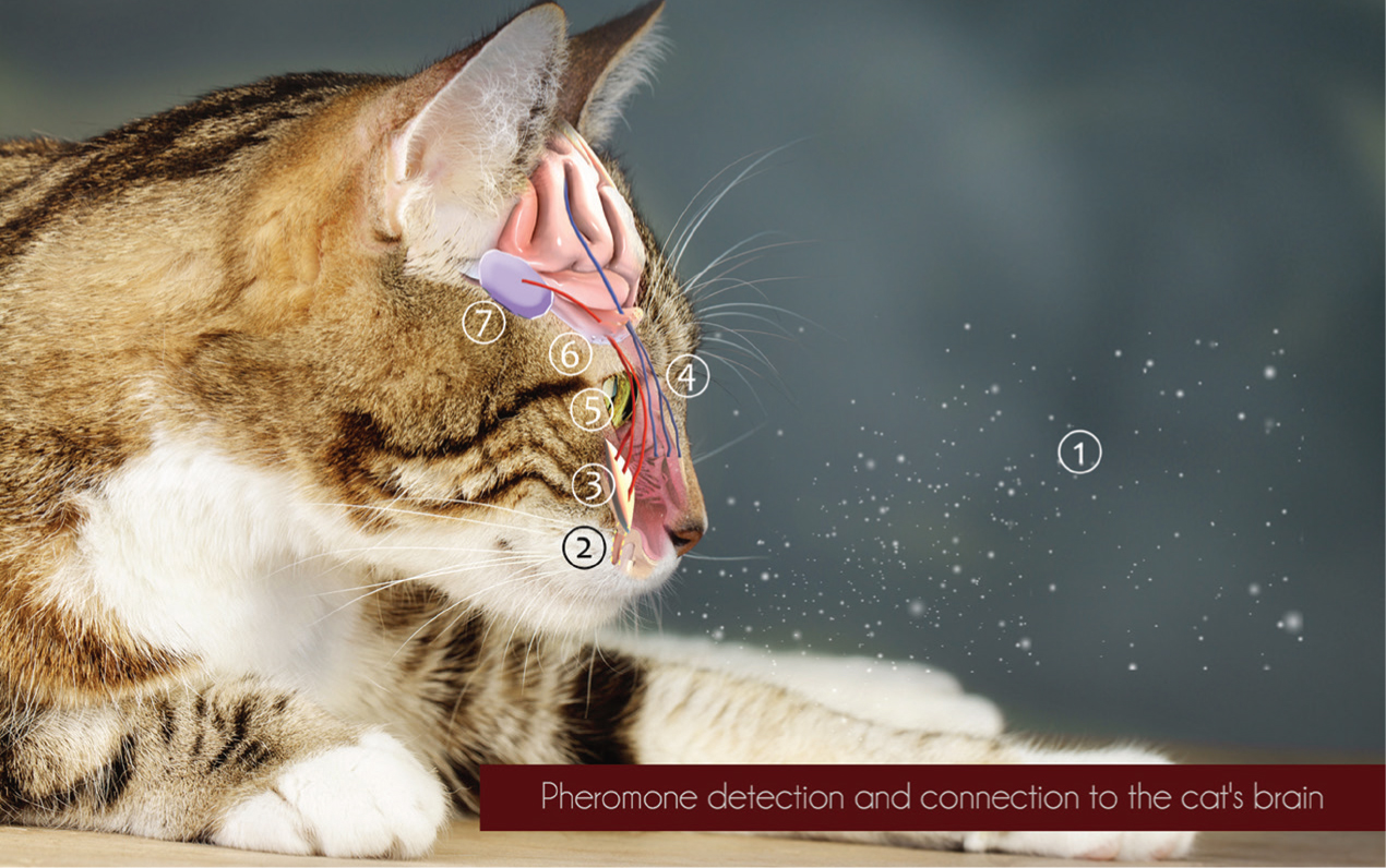 The Veterinary Nurse Pheromones and 25 years of pheromonotherapy what are they and how do they work