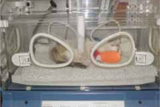 Figure 1. Warming a cat in an incubator post surgery.