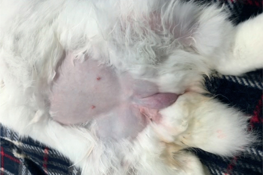 Figure 1. A lack of scrotal sac and testicle can be observed on the right side, consistent with either cryptorchidism or monorchidism. Clinical examination alone cannot differentiate between the two conditions unless a second testicle can be palpated in the inguinal canal or abdominally.
